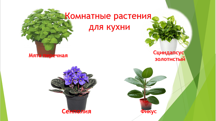  полезные комнатные растения