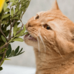 Ядовитые для кошек растения, как комнатные, так и садовые