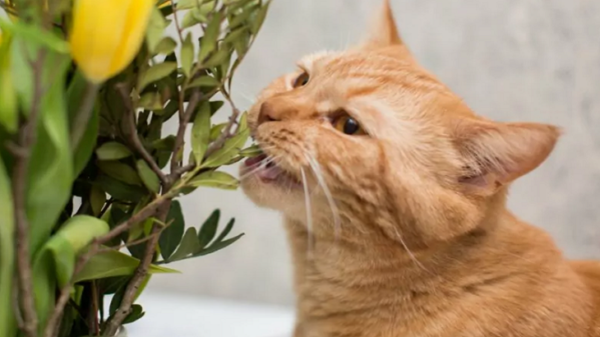 Ядовитые для кошек растения