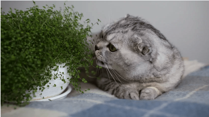 Ядовитые для кошек растения, как комнатные, так и садовые