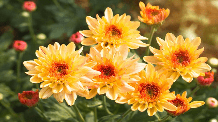 Комнатные цветы в горшках. Пиретрум ( Хризантема )