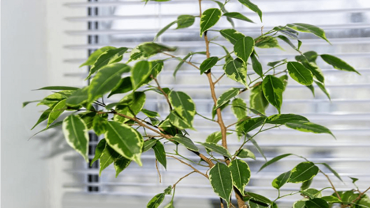 Фикус бенджамина ( Ficus benjamina )